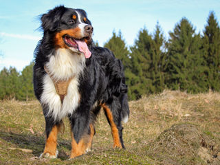 Le Bouvier Bernois