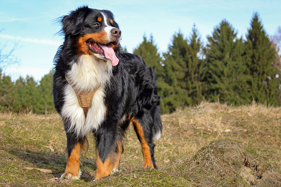 Dog Training in Charlotte, NC