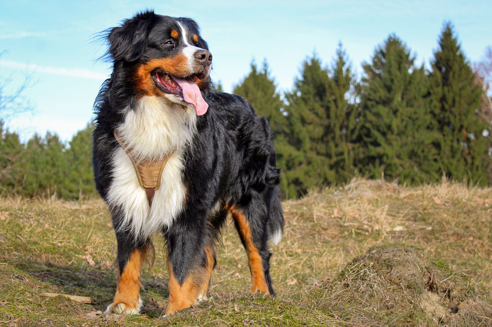 5 Cachorros mais Bonitos do Mundo