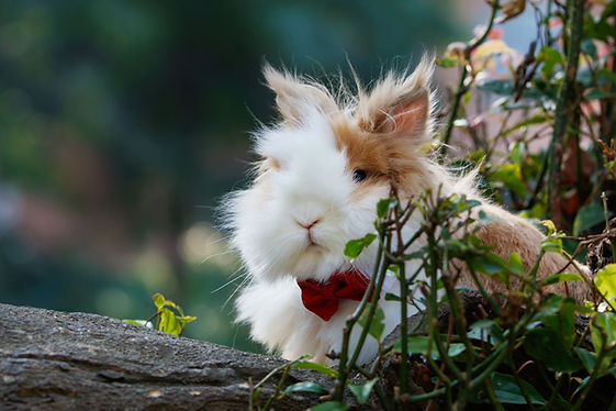 Image by Chan Swan