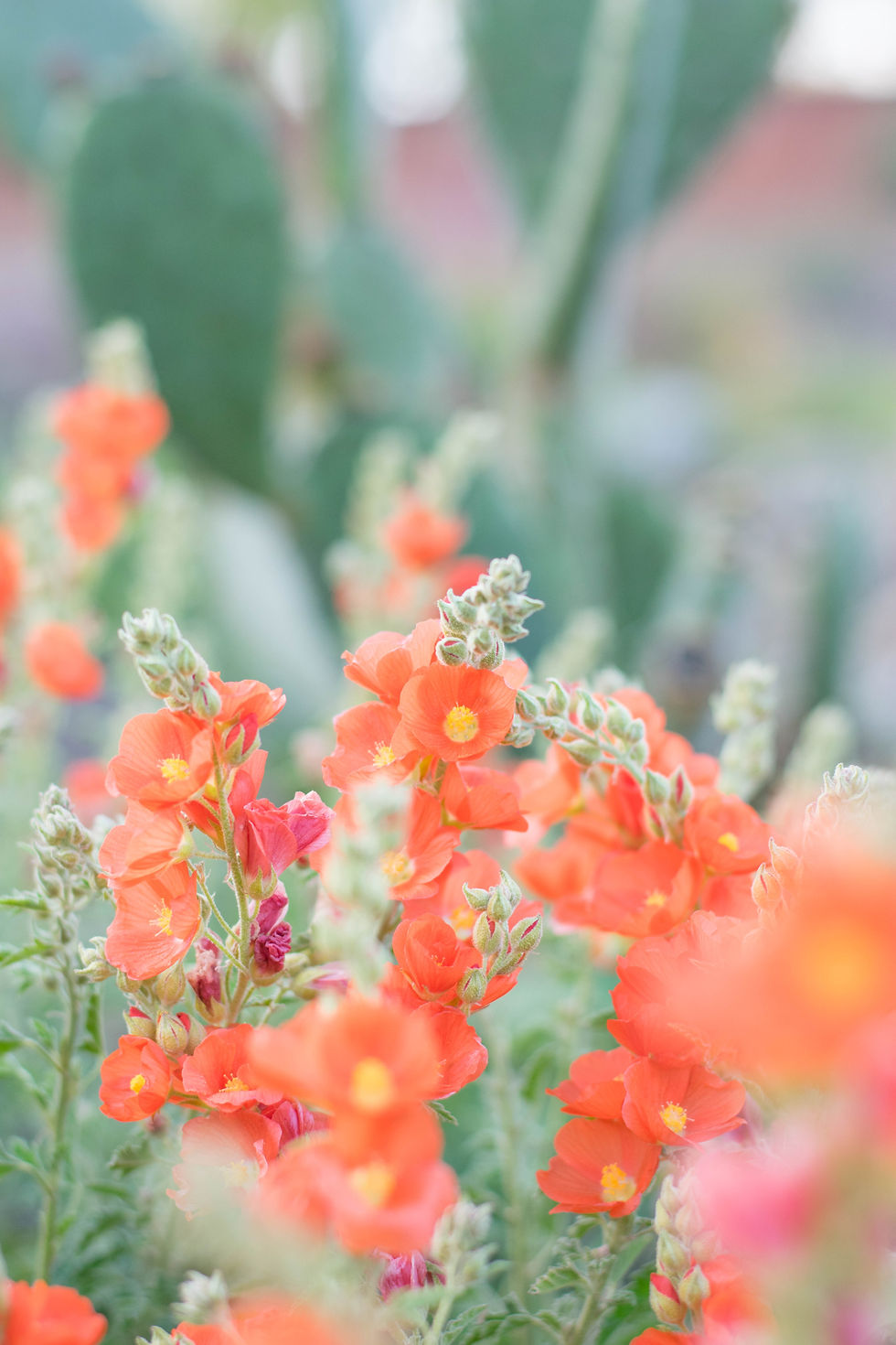 Orange with yellow centered flowers in a field
