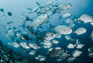Image by Sebastian Pena Lambarri