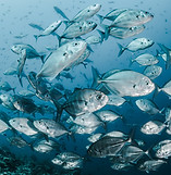 Image by Sebastian Pena Lambarri