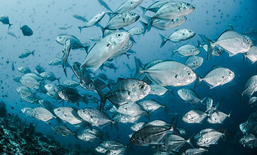 Image by Sebastian Pena Lambarri