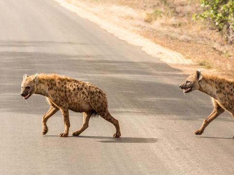 קאפח – שכיר נוכל ונבל