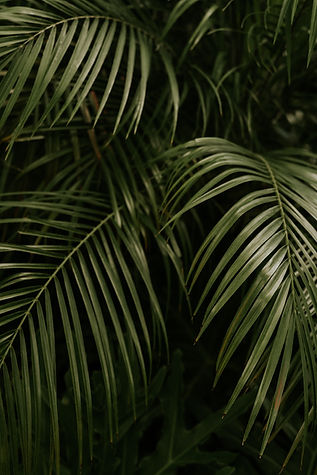 Image by Cody Board