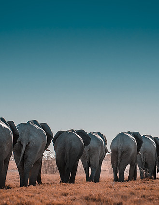 Image by Sergi Ferrete