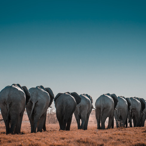 Namibia - A Desert Eden