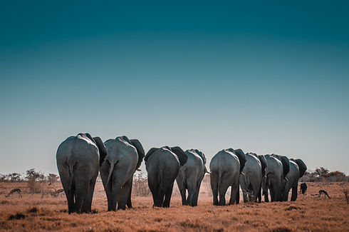 Image by Sergi Ferrete