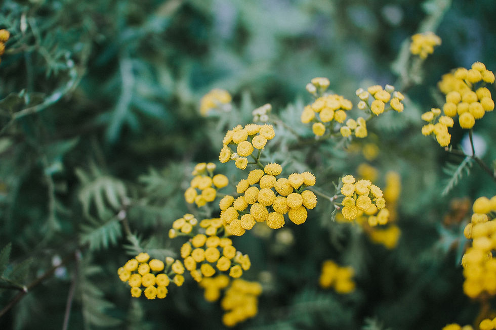 Mimosa Côte d'Azur