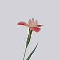 Image by Han Chenxu