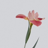 Image by Han Chenxu