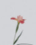 Image by Han Chenxu
