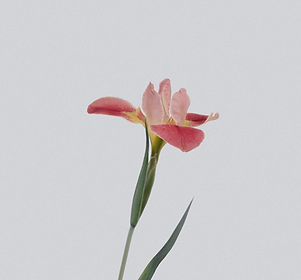 Image by Han Chenxu