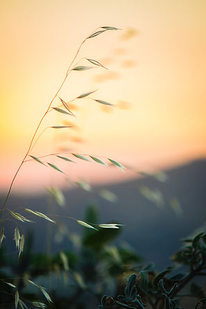 Image by Elijah Hiett