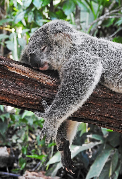 Koala Australia