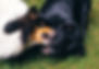 dogs fighting