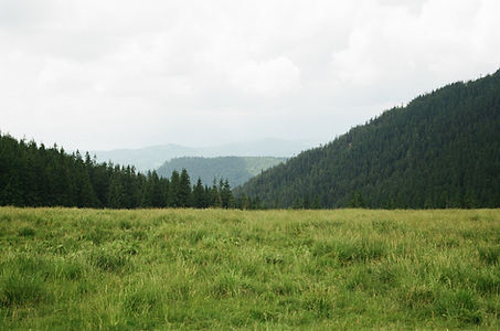 Image by Kseniia Rastvorova
