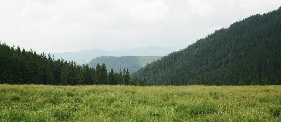 Timbó