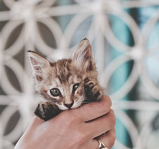 Image by Roxanne Desgagnés