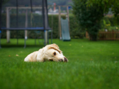 Pre-emergent. Your Lawn's Best Friend.