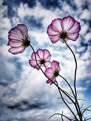 Image by KS KYUNG