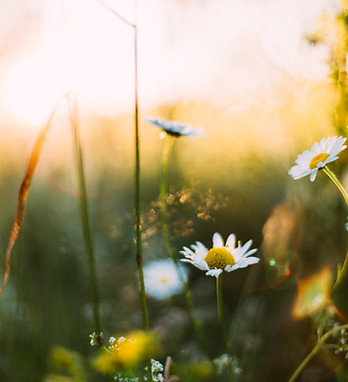 Image by Daiga Ellaby
