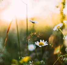 Image by Daiga Ellaby