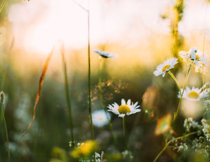 Image by Daiga Ellaby
