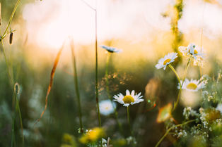 Spring flowers over a yellow background.