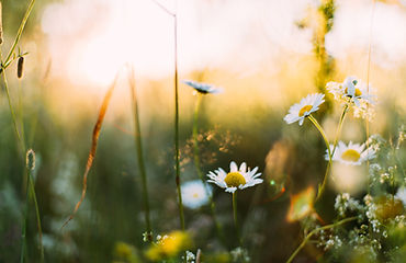 Image by Daiga Ellaby