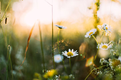 Image by Daiga Ellaby