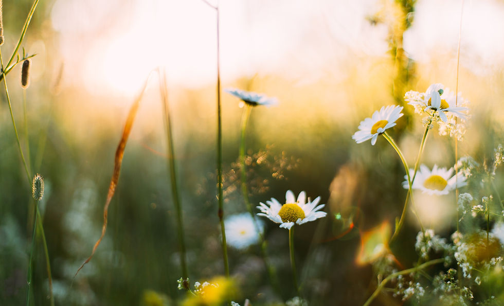 Image by Daiga Ellaby
