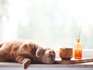 Harmony in the Bowl: Discovering the Power of Warming, Cooling, and Neutral Foods for Pets