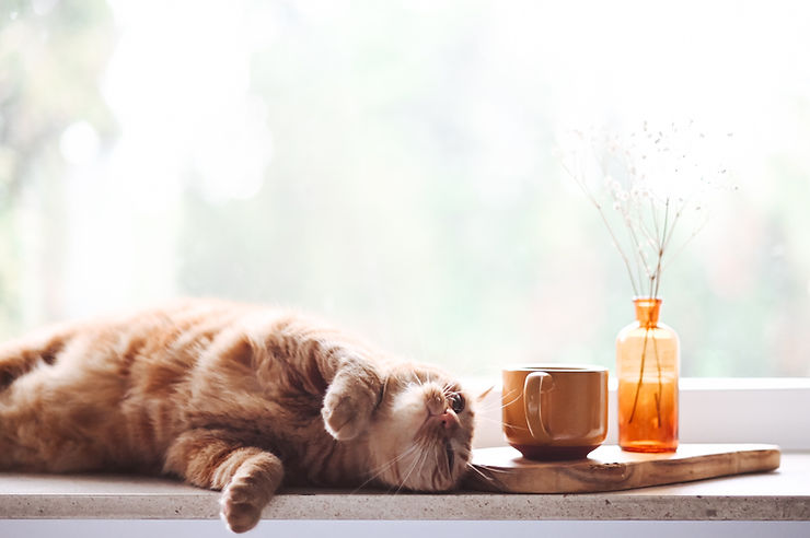 healthy house cat resting on counter next to cup