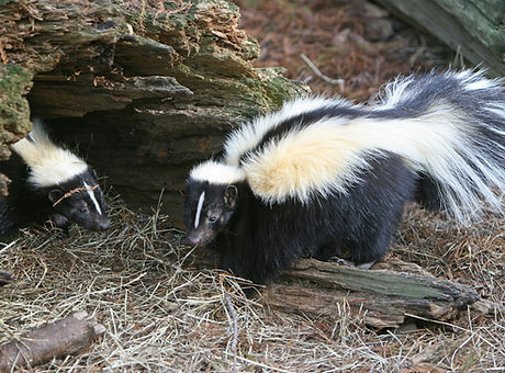 skunk