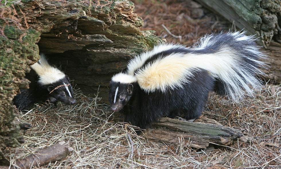 Member Event: Common Parasites of Striped Skunks by Bonnie E. Gulas-Wroblewski, PhD.