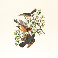 Image by Boston Public Library