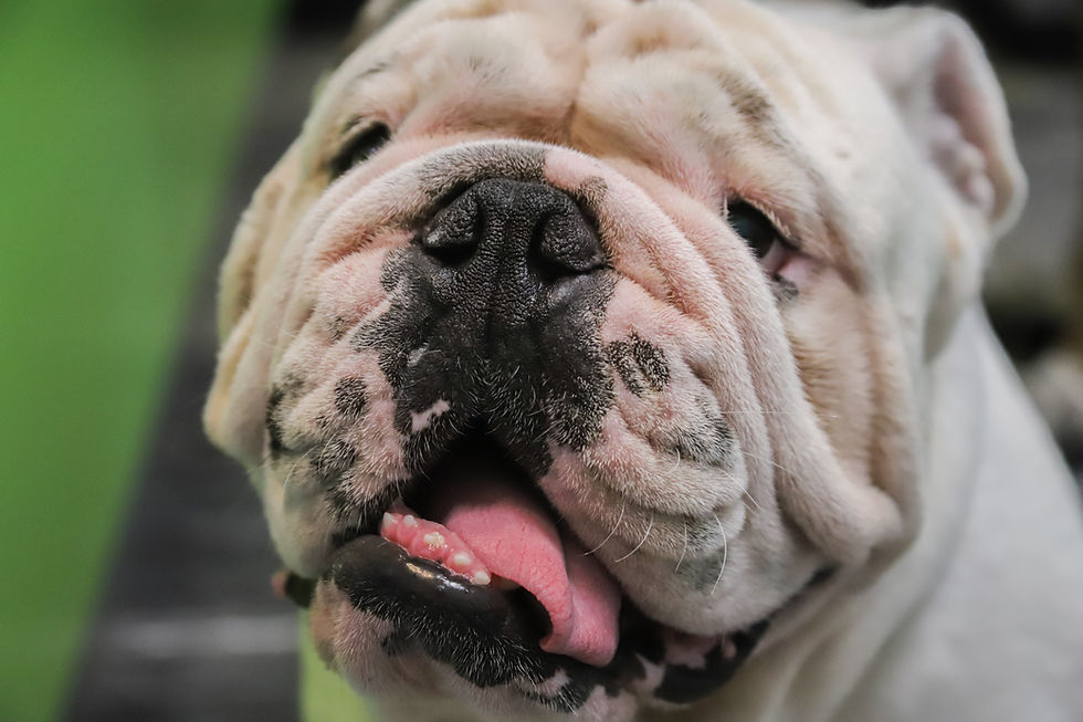Why is my bulldog licking the air?