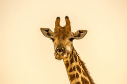 Image by Judah Legge