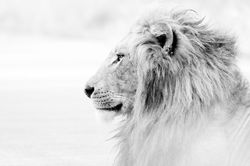 Courage Contributor-$100