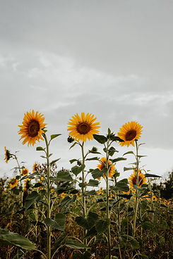 Image by Marina Reich