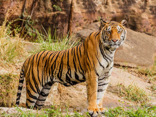 Wildlife Wonders: Where to Spot the Big Cats in India This November