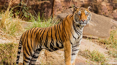 Bengal tiger in Kanha National Park, India, displaying its iconic stripes in the wild