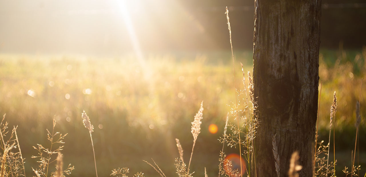 sunlight shining on grass in nature
