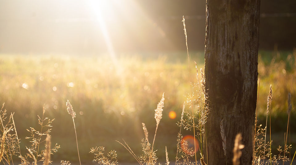 sunlight shining on grass in nature