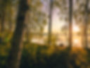 Image by Tapio Haaja