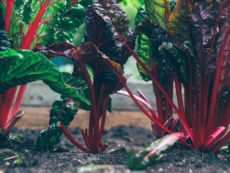 The 10 best vegetable plants you can grow in the shade