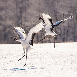 Image de Birger Strahl