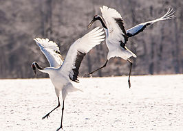 Image by Birger Strahl